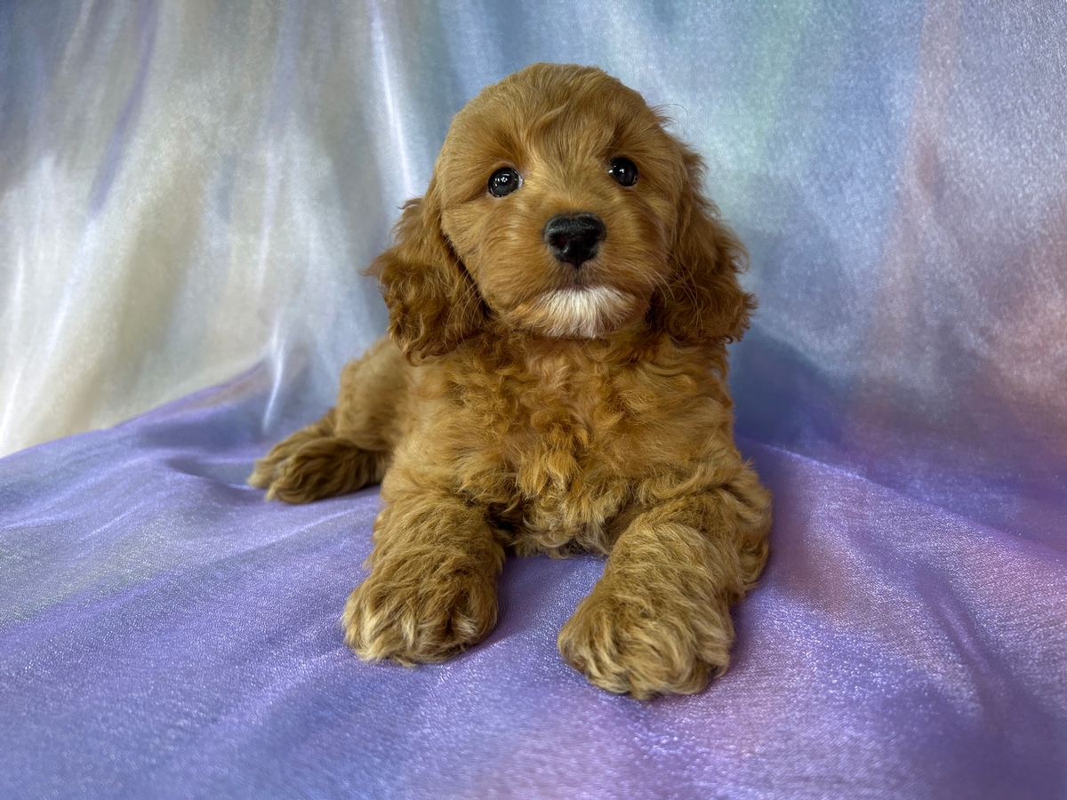 Female Cockapoo Puppy for Sale DOB 7-24-2026 $950